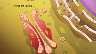 Lysosomes HD Animation [upl. by Legin]