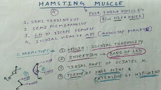 Hamstring Muscle  Posterior Thigh Muscle  TCML and ENMEDER [upl. by Lehcar]