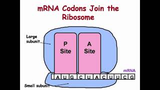 Binding Sites of tRNA for DNA Translation [upl. by Rehpotsrhc]