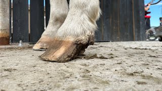 Horse is Missing A QUARTER of his HOOF [upl. by Anyr]