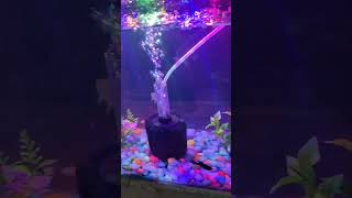 Fish tank 🐬aquarium 🐟fishtank fish guppy betafish fishaquarium beta [upl. by Eisus650]