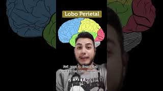 💡FáCIL Aprenda os Lobos cerebrais medicina anatomia educacao [upl. by Arammahs]