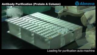 Antibody Purification Protein A Column [upl. by Yemirej]