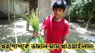 খরগোশকে ভাদাল ঘাস খাওয়াইলা  ভাদাল ঘাস [upl. by Asilanna]