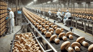 How Millions of Mushrooms Are Grown and Processed 🍄 Mushroom Production [upl. by Creamer]