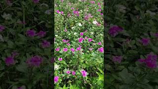 নয়নতারাCatharanthus roseusNayantaraNatureGardeningShort [upl. by Pierrepont735]