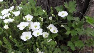 Arenaria montana  BergSandkraut Mountain Sandwort [upl. by Tsuda]