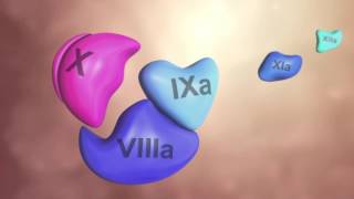 Coagulation Cascade Animation  Physiology of Hemostasis [upl. by Gerger]