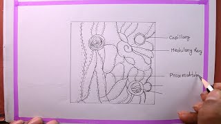 How To Draw TS Of Kidney speedTS Of Kidney Drawing [upl. by Stanton191]