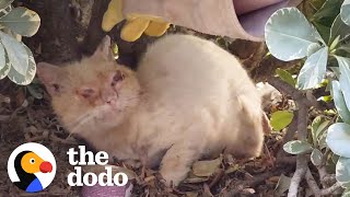 Watch This Scruffy Feral Cat Turn Into A BlueEyed Beauty  The Dodo Cat Crazy [upl. by Atlante]