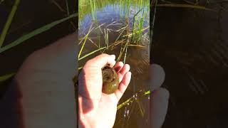 Natural apple snails picking by hand  Big snails short video live schnecken natural [upl. by Newfeld]