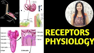 RECEPTORS PHYSIOLOGY CLASSIFICATION OF RECEPTORS CNS PROPERTIES OF RECEPTORS 2024 hindi urdu [upl. by Hong]