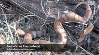 TransPecos Copperhead [upl. by Flip]