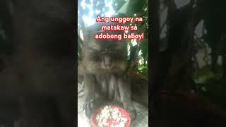 Ang unggoy na matakaw sa adobong baboy lynbrebs monkey babymonkey minivlog [upl. by Ahsem]