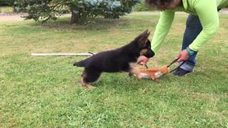 EDUCATION CHIOT BERGER ALLEMAND POIL COURT POIL LONG [upl. by Ramey936]