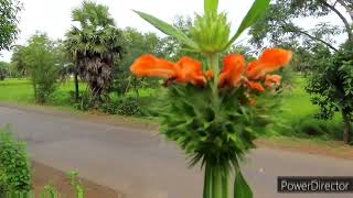 Klip dagga plant Leonotis nepetifolia [upl. by Fulbert82]