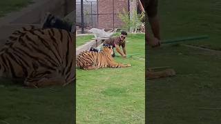 लायन slip 😱😱 tiger lion animals zoo vfx ashukumarvlogs facts shortsvideo viralvideo viral [upl. by Ines]