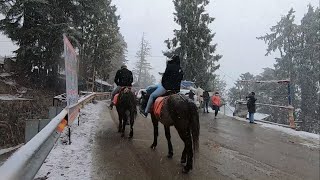 Kufri Snowfall in November near Shimla  Himachal Pradesh India [upl. by Aihsakal]