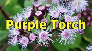 Purple torch  Bartlettina sordida HD Video 02 [upl. by Gnilrits780]