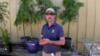 Weeping Podocarpus available at Earth Works Garden Center [upl. by Hally]