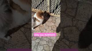 quotQue legal Aumigosquotpomeranian pomeraniandog dog petfofinho [upl. by Nhguav754]