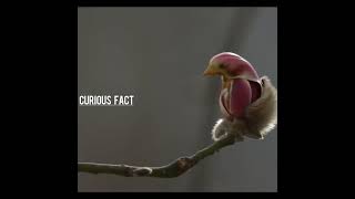 bird flower yulan magnolia blossom CURIOUS FACT fact curiousfact bird flowers short blossom [upl. by Franciscka]