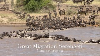 Spectacular crossing of the Mara river by a large herd of wildebeests [upl. by Eetse187]