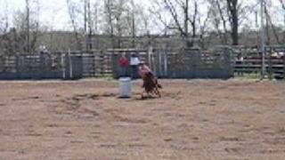 Quick little pony barrel racing [upl. by Wappes]