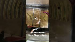 Full moon female s available aquarius fish hamsters [upl. by Dlareg967]