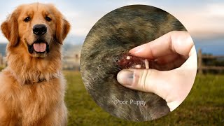 Removing mangoworm in dog  Mangoworms removal in dog 13 [upl. by Anagrom]