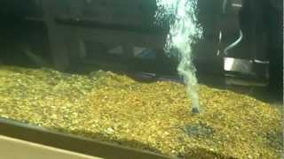 African Cichlid breeding setup part 2 [upl. by Ennovyhs]