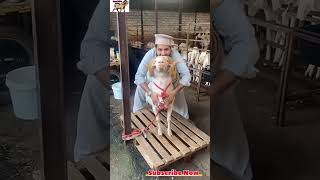 Maulana Goat Farm Virar Abdul Reheman Khan  mgf apnabakraadda [upl. by Laband]