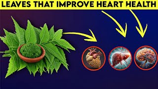 4 Best Leaves for Health That You Should Start Using Today Healthopedia [upl. by Pallas]