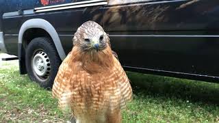 Redshouldered Hawks [upl. by Lalla925]