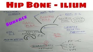 Hip Bone  Part 5  ilium Surface Attachement  The Charsi of Medical Literature [upl. by Vittorio]