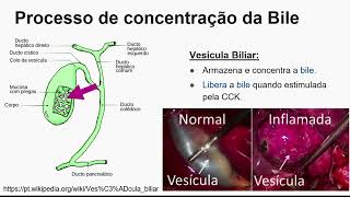 Aprendendo Fisiologia Secreção Biliar por Marilda Brasil [upl. by Maxma937]