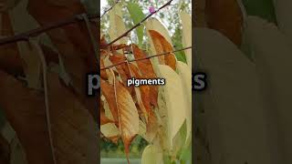 Why Do Leaves Change Color in Fall  science [upl. by Akiwak]