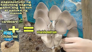 whatChicken feeds and cardboard for growing volvariella mushroommust watch [upl. by Aihtiekal323]