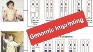 Genomic Imprinting [upl. by Modnar21]