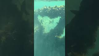 Fish at a sunken submarine foryou fypyoutube fish sealife submarine [upl. by Shelden]