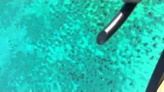 Pilot Captures Shark Migration off Palm Beach [upl. by Aerdnaed299]