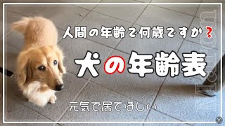 💕犬の年齢表💕私の犬は人間の年齢換算で何歳ですか❓ [upl. by Aenil692]