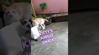 CATS EATING LEAVES IS IT SAFE [upl. by Rainie560]