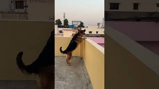 German Shepherd dog barking  gsd dog barking  dog barking  puppy barking [upl. by Trik]