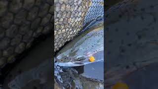 Steelhead fishing freshwaterfishingnovice fishing fishingvideo fish [upl. by Eemaj]