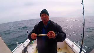 Keep bait the hook Anchovies Herring Cigar Minnow Pilchards Great for fresh or frozen baits [upl. by Spindell6]