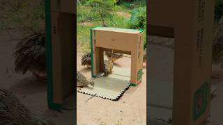 Auto Processing Quail Trap shorts youtubeshorts [upl. by Zalea]