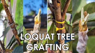 Creating Cocktail Loquat Tree Using 2 Different Grafting Techniques  Cleft Grafting amp Side Grafting [upl. by Fayina127]