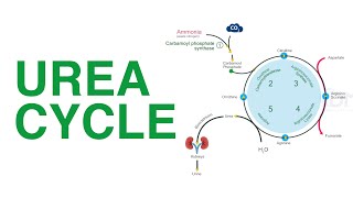 Urea Cycle  Biochemistry  DMA [upl. by Adnik214]