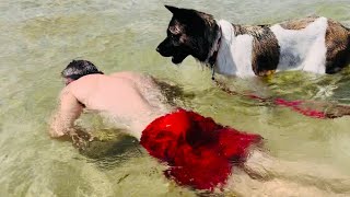 Akita Dogs Heartwarming Sea Swim  Akita Life [upl. by Levey]